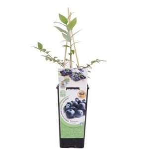 Planta Arándano – Vaccinium corymbosum