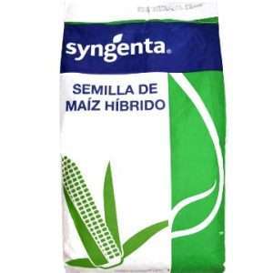 Maíz Syngenta